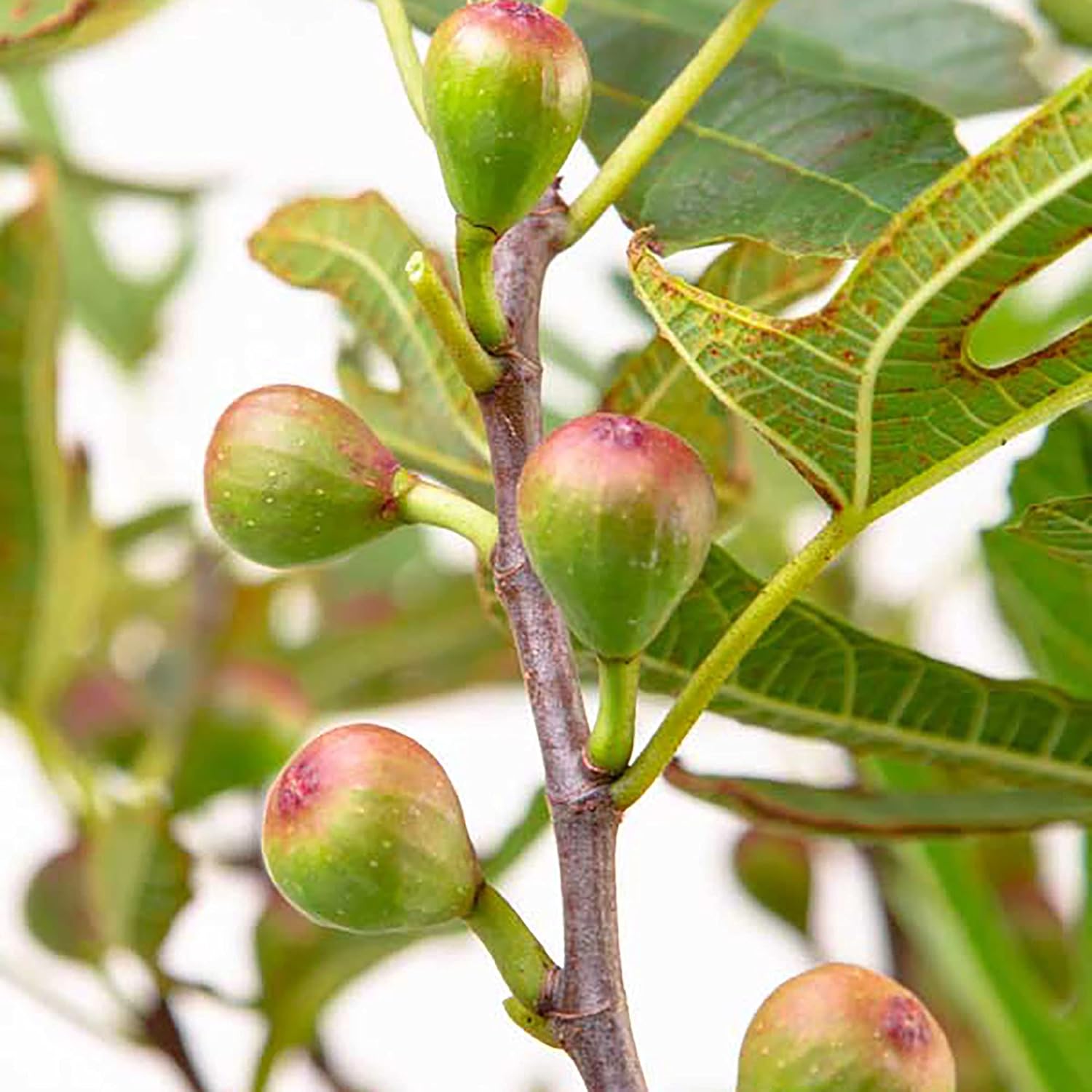 2 Gallon Fig Plant C236270
